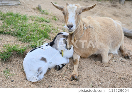 Baby goat cuddling with its mother (Yakushima goat) Chichibu Kogen Ranch, Sainokuni Fureai Ranch, Saitama Prefecture 115329004