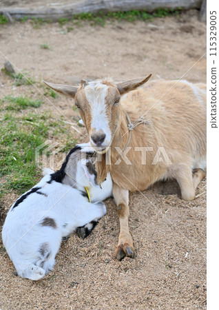 Baby goat cuddling with its mother (Yakushima goat) Chichibu Kogen Ranch, Sainokuni Fureai Ranch, Saitama Prefecture 115329005