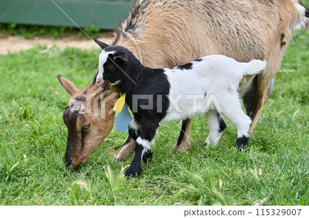 Baby goat cuddling with its mother (Yakushima goat) Chichibu Kogen Ranch, Sainokuni Fureai Ranch, Saitama Prefecture 115329007