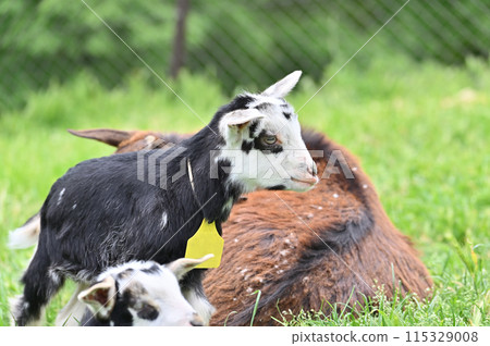 Goats (Yakushima goats) Chichibu Kogen Ranch, Sainokuni Fureai Ranch, Saitama Prefecture 115329008