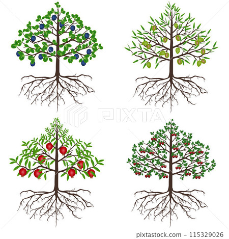 Set of fruit trees on a white background. Set of fruit trees on a white background. 115329026