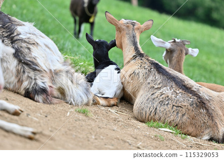 Back view of a goat family (Yakushima goats) Chichibu Kogen Ranch, Sainokuni Fureai Ranch, Saitama Prefecture 115329053