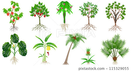 Set of exotic plants with fruits on a white background. Set of exotic plants with fruits on a white background. 115329055