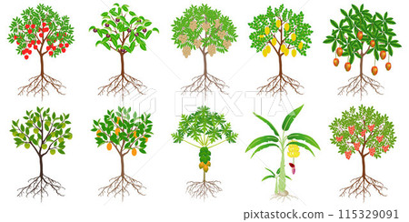 Set of exotic trees with fruits on a white background. 115329091