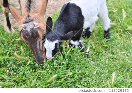 A baby goat (Yakushima goat) practicing eating grass with its parent at Chichibu Kogen Ranch, Sainokuni Fureai Ranch, Saitama Prefecture A baby goat (Yakushima goat) practicing eating grass with its parent at Chichibu Kogen Ranch, Sainokuni Fureai Ranch, Saitama Prefecture 115329185