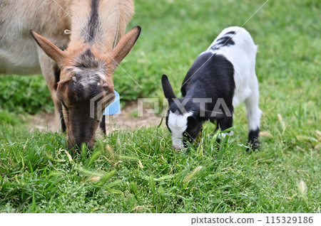 與父母一起練習吃草的小山羊（屋久島山羊）秩父高原農場/西國友善農場/埼玉縣 115329186