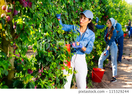Focused asian female farmer plucks ripe plums from a tree 115329244