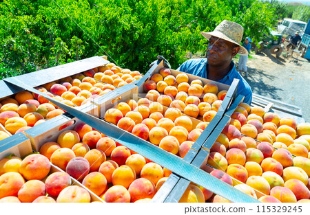 African american farmer stacking crates with harvested peaches in garden 115329245