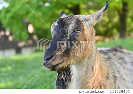 Close-up of a goat's face (Yakushima goat) Chichibu Kogen Ranch, Sainokuni Fureai Ranch, Saitama Prefecture 115329405