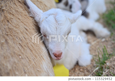 Baby goat cuddling with its parent (Yakushima goat) Chichibu Kogen Ranch, Sainokuni Fureai Ranch, Saitama Prefecture 115329452