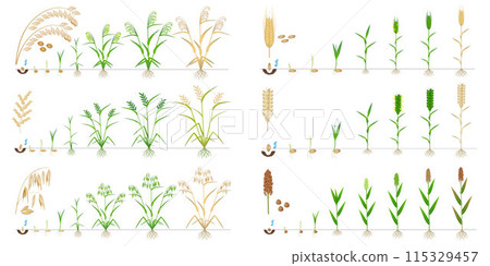 Set of growth cycles of grain crop on a white background. 115329457