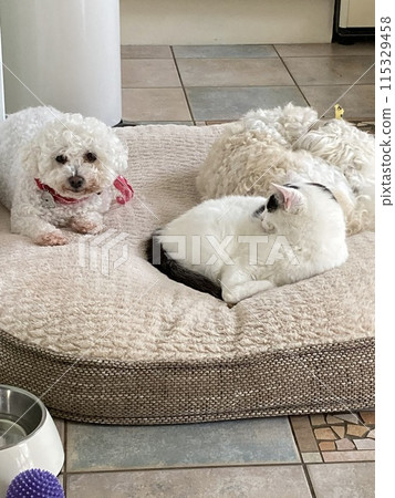 A dog and a cat relaxing on the same cushion 115329458