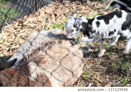 Baby goat (Yakushima goat) Chichibu Kogen Ranch, Sainokuni Fureai Ranch, Saitama Prefecture 115329506