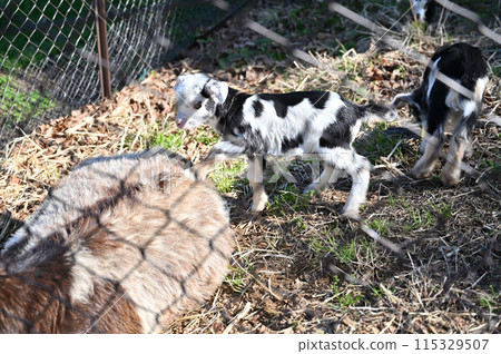 Baby goats (Yakushima goats) Chichibu Kogen Ranch, Sainokuni Fureai Ranch, Saitama Prefecture 115329507