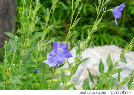 藍色風鈴草花 藍色風鈴草花 115329594