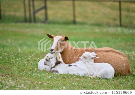 Goat and baby (Yakushima goat) Chichibu Kogen Ranch, Sainokuni Fureai Ranch, Saitama Prefecture 115329669