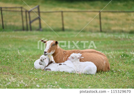 Goat and baby (Yakushima goat) Chichibu Kogen Ranch, Sainokuni Fureai Ranch, Saitama Prefecture 115329670