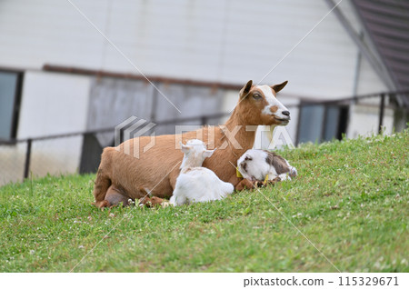 Goat and baby (Yakushima goat) Chichibu Kogen Ranch, Sainokuni Fureai Ranch, Saitama Prefecture 115329671