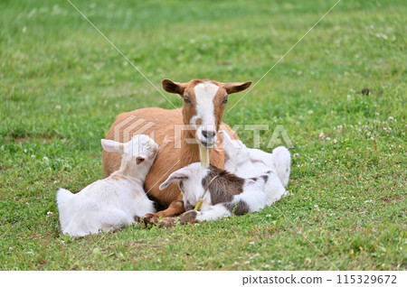 Goat and baby (Yakushima goat) Chichibu Kogen Ranch, Sainokuni Fureai Ranch, Saitama Prefecture 115329672