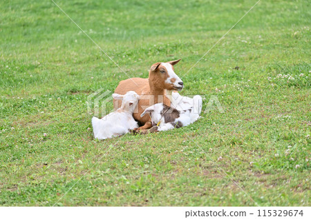 Goat and baby (Yakushima goat) Chichibu Kogen Ranch, Sainokuni Fureai Ranch, Saitama Prefecture 115329674