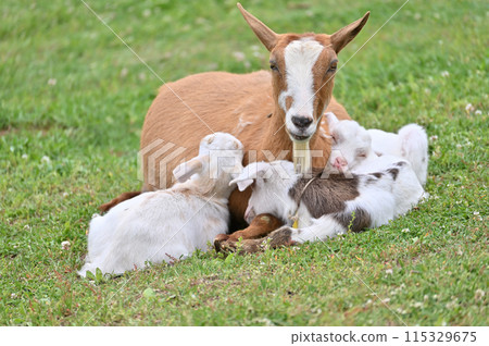 Goat and baby (Yakushima goat) Chichibu Kogen Ranch, Sainokuni Fureai Ranch, Saitama Prefecture 115329675