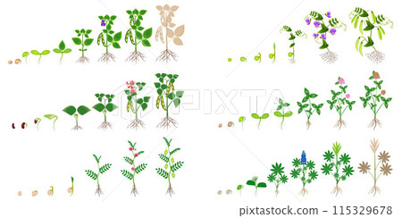 Set of growth cycles of leguminous plants on a white background. 115329678