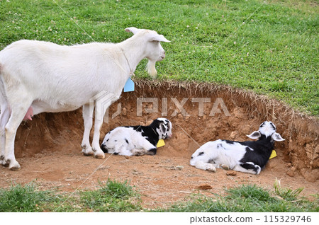 小山羊和母山羊(屋久島山羊)秩父高原農場/西國交流農場/埼玉縣 小山羊和母山羊(屋久島山羊)秩父高原農場/西國交流農場/埼玉縣 115329746