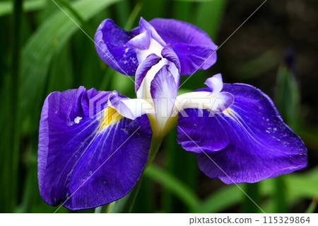 美麗的紫色花瓣的鳶尾花 115329864