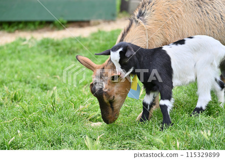 被寵壞的小山羊(屋久島山羊) 秩父高原農場/西國交流農場/埼玉縣 被寵壞的小山羊(屋久島山羊) 秩父高原農場/西國交流農場/埼玉縣 115329899