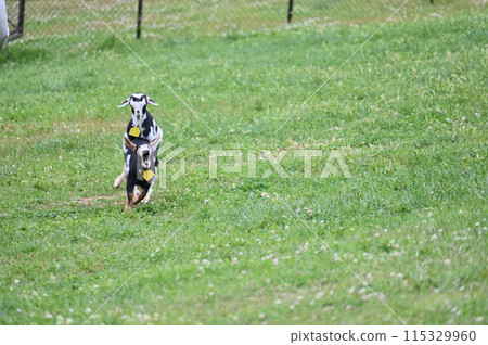 Baby goats running around happily (Yakushima goats) Chichibu Kogen Ranch, Sainokuni Fureai Ranch, Saitama Prefecture 115329960