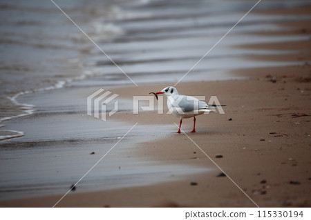 bird tern bird tern 115330194