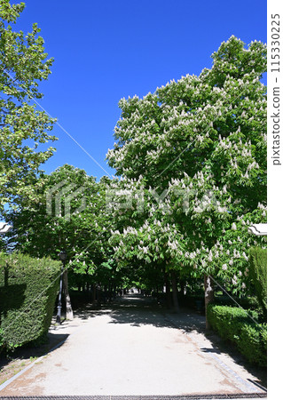 Wide shaded walkways of El Retiro Park in Madrid, Spain on clear sunny morning. Wide shaded walkways of El Retiro Park in Madrid, Spain on clear sunny morning. 115330225