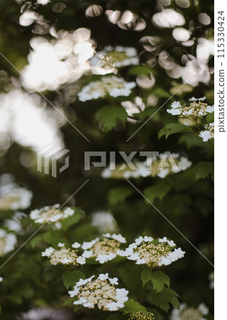 Flowering blossoming viburnum. Decorative shrub. Nature background 115330424