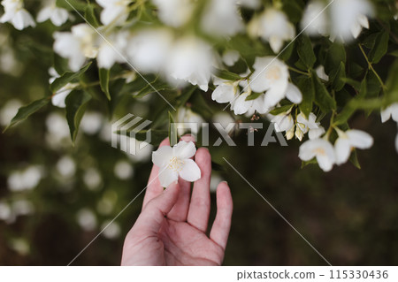 Blooming jasmine shrub on summer day. Blossoming Jasmine flowers in spring garden. Beauty in nature. 115330436
