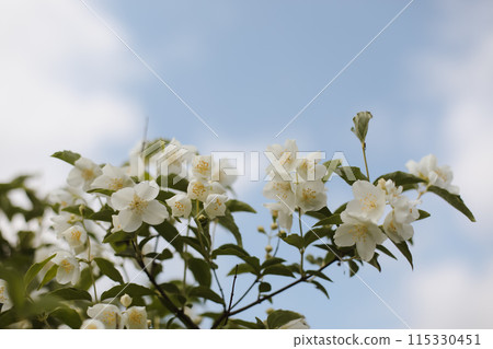 Blooming jasmine shrub on summer day. Blossoming Jasmine flowers in spring garden. Beauty in nature. 115330451