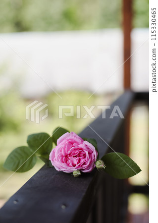 Flowers composition. Pink wild rose on wooden background. Top view with copy space Flowers composition. Pink wild rose on wooden background. Top view with copy space 115330465