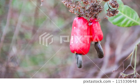 Flawed cashew nut fruits with scars and marks which were caused by disease and lack of fertilizer and water 115330648