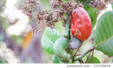 Flawed cashew nut fruits with scars and marks which were caused by disease and lack of fertilizer and water 115330649