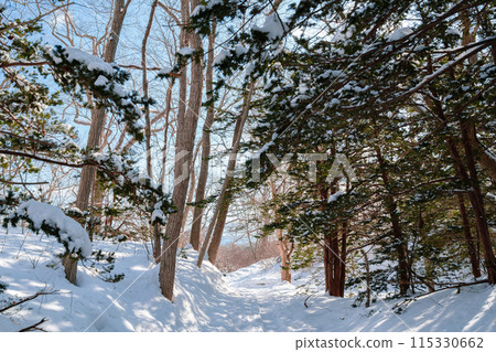 Winter forest at Onuma Quasi-National Park in Hokkaido, Japan 115330662
