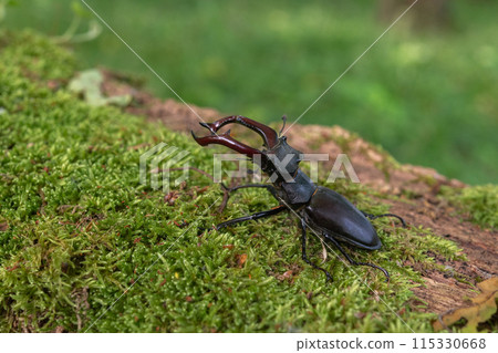 Stag beetle kite male (Lucanus cervus ) on the trunk of a of a dead tree in the forest in spring. 115330668