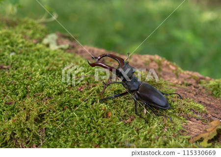Stag beetle kite male (Lucanus cervus ) on the trunk of a of a dead tree in the forest in spring. Stag beetle kite male (Lucanus cervus ) on the trunk of a of a dead tree in the forest in spring. 115330669