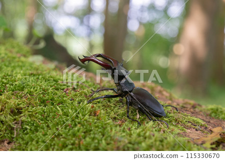 Stag beetle kite male (Lucanus cervus ) on the trunk of a of a dead tree in the forest in spring. Stag beetle kite male (Lucanus cervus ) on the trunk of a of a dead tree in the forest in spring. 115330670