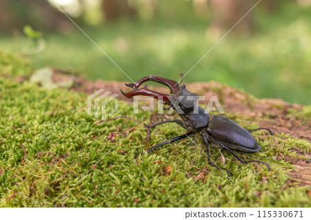 Stag beetle kite male (Lucanus cervus ) on the trunk of a of a dead tree in the forest in spring. 115330671