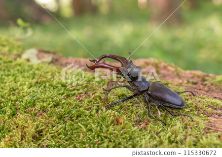 Stag beetle kite male (Lucanus cervus ) on the trunk of a of a dead tree in the forest in spring. 115330672