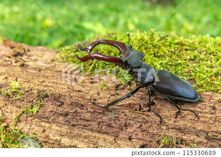 Stag beetle kite male (Lucanus cervus ) on the trunk of a of a dead tree in the forest in spring. 115330689