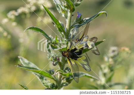 Owly sulphur Ascalaphe (Libelloides coccajus) mating in a meadow in spring. Owly sulphur Ascalaphe (Libelloides coccajus) mating in a meadow in spring. 115330725