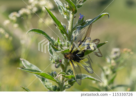 Owly sulphur Ascalaphe (Libelloides coccajus) mating in a meadow in spring. Owly sulphur Ascalaphe (Libelloides coccajus) mating in a meadow in spring. 115330726
