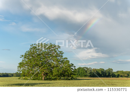 Rainbow appearing in rainy clouds in spring. 115330771