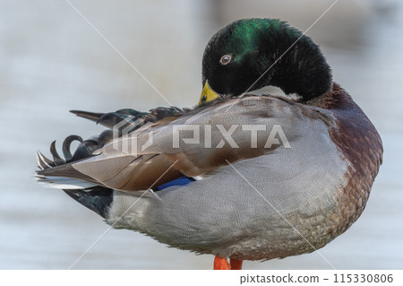 Male mallard duck (Anas platyrhynchos) resting by a river in spring Male mallard duck (Anas platyrhynchos) resting by a river in spring 115330806