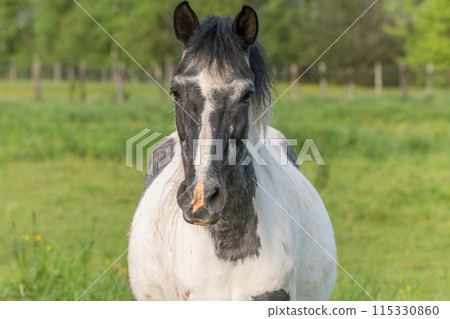 Horse in a pasture in spring. Horse in a pasture in spring. 115330860